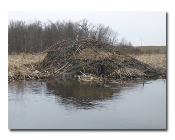 Beaver